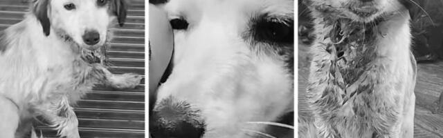 Ispovest volontera Bete koja razara srce i mozak: Zbog ovog psa iz Zaječara Srbija večeras neće spavati