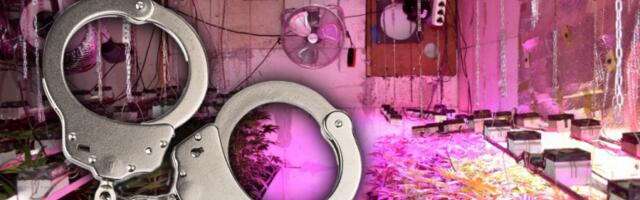 U STANU NAPRAVIO LABORATORIJU ZA MARIHUANU! Uhapšen muškarac u Novom Sadu!