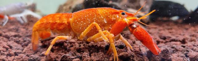 SAD: Ukradena pošiljka jastoga vredna 400.000 dolara