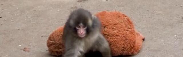 FOTO, VIDEO: Beba majmuna koju je mama odbacila ne odvaja se od svoje plišane igračke