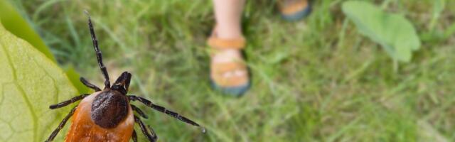 PAZITE, sezona krpelja je počela! Crveni krug oko ujeda je alarm da zovete lekara