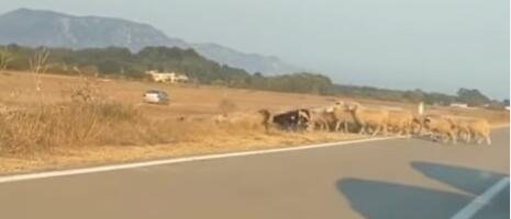 Pijan kolima masakrirao 20 ovaca: Bizarna nesreća kod Jagodnjaka