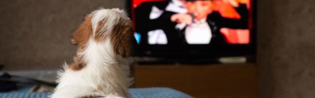 Pas poludeo zbog Netfliksove serije: Moment kad čuje svoje ime osvojio internet (VIDEO)