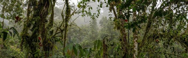 U šumama se dešava nešto jako loše, svi se pravimo da ne vidimo, a znak je tu: Biče vam jeziv osećaj kada čujete
