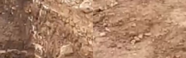 Otkriven nepoznati dinosaurs, bio je čudo na dve noge!