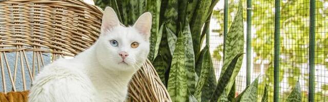 Ovo cveće je opasno za vašu mačku! Pod hitno ga izbacite iz kuće