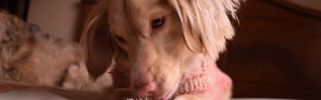 Pas stalno liže šape? Mogući uzroci i na šta treba obratiti pažnju