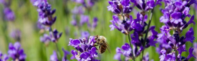 Kupite što pre ovu biljku i privucite novac, ljubav i sreću u svoj DOM (FOTO)
