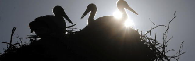 Мадрид: стотине рода пронађено мртво од последица птичијег грипа