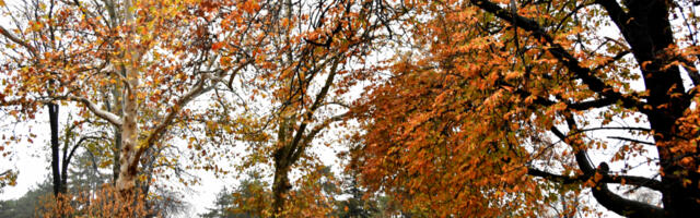 UJUTRU MAGLA, PA POSTEPENO RAZVEDRAVANJE! Temperature variraju, RHMZ objavio najnoviju prognozu za sutra