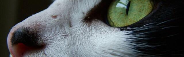 VIDEO: Mačka u Holandiji preživela 70 kilometara u motoru automobila