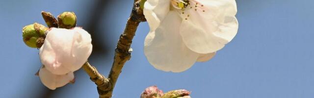 VIDEO: Zvanično počelo cvetanje trešnje u Japanu