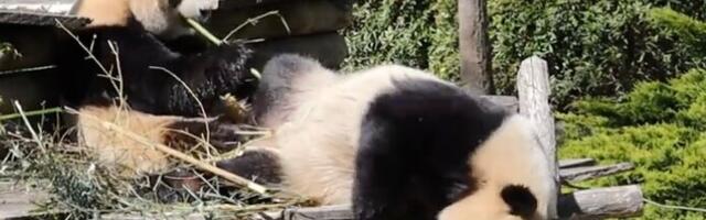 Najspektaktularniji zoološki vrt na svetu: U prirodnom okruženju živi 35 hiljada životinja (VIDEO)
