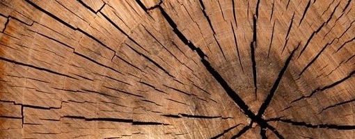 LSV čestitao rođendan Nacionalnom parku Fruška gora i zatražio da se zaustavi seča šume