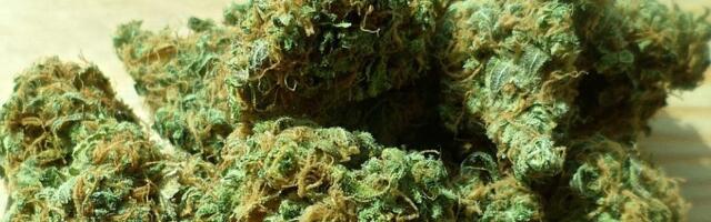 Mladić i devojka uhapšeni u Novom Sadu zbog prodaje marihuane