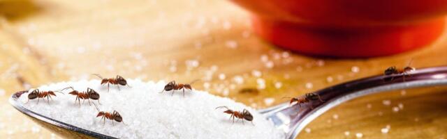 Kako se profesionalci rešavaju mrava u stanu