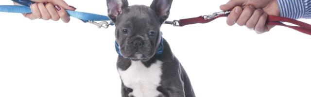 Posle razvoda, zajedničko starateljstvo nad ljubimcima u Brazilu: Izuzeci samo u OVA DVA SLUČAJA