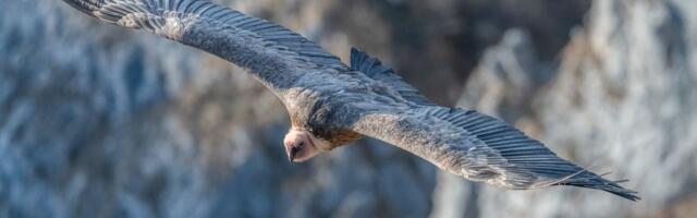 Rajka odletela do Afrike