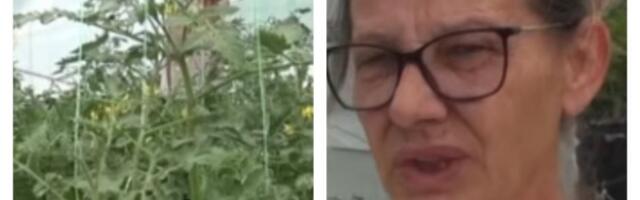 Vesna uzgaja najskuplju papriku na svetu, a nalazi se u našem komšiluku: Kilogram dostiže i do 20.000 dolara (VIDEO)