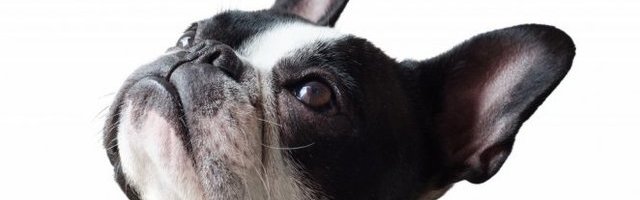 STAO MU NA CRTU! Mali hrabri pas! (Video)