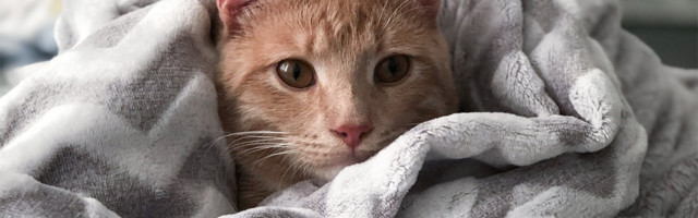 Aplikacija otkriva raspoloženje vaše mačke – Tably