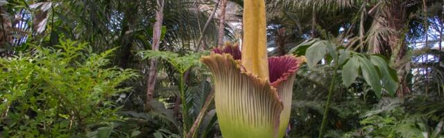 Ljudi stoje u redovima da bi videli ovu biljku! Miriše na trulo meso, a cveta retko (VIDEO)