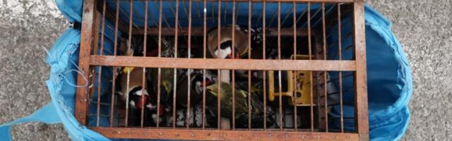 Hvatali ptice lepljivim mamcima u Pukovcu, otkriveni i privedeni