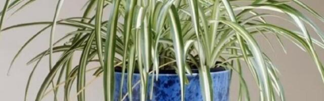 Ove 3 biljke baš svako mora da ima u kući: Zajedno imaju veliku moć, evo šta mogu uraditi