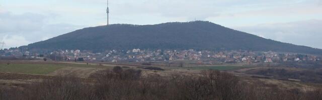 Златна грозница под велом тајне