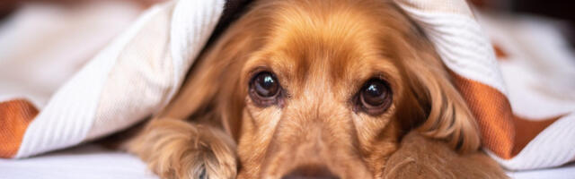 Izluđuje vas lajanje psa na zvono od vrata? Ovo je najbolji način da ga smirite, stručnjaci otkrili caku