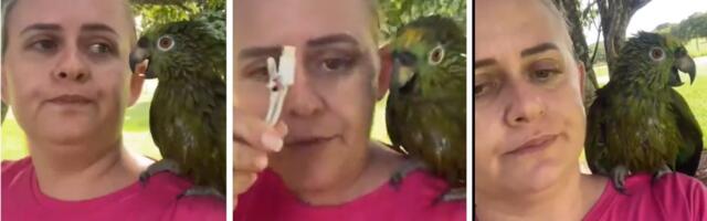 PLAKANJE OD SMEHA! Žena se žestoko posvađala s papagajem, a razlog će vas raspametiti