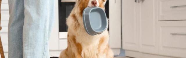 Da li vaš pas jede previše? Jedna navika uništava zdravlje ljubimaca - greška koju svi prave