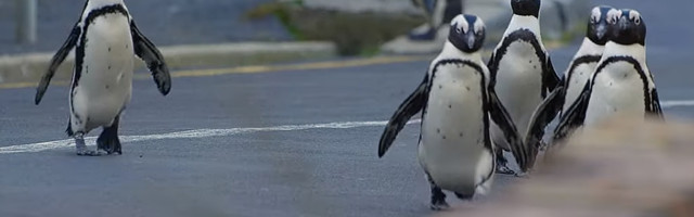 Kako je pandemija PROMENILA SVET: Pingvini na ulicama Kejptauna (VIDEO)