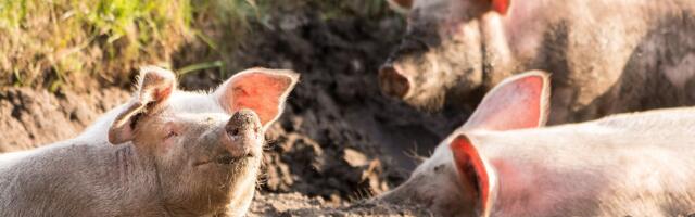 Širi se afrička kuga svinja u Srbiji