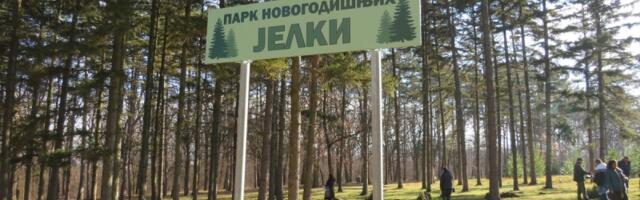 Novogodišnje jelke sa busenom ponovo će se saditi u Šumaricama nakon praznika