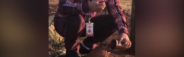 USRED POŽARA Beba armadila "moli" za vodu (VIDEO)