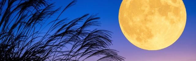 Stiže pun Mesec u Biku! 4 znaka su na UDARU 5. novembra