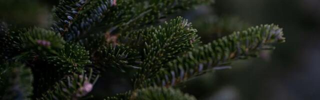 FOTO: Novogodišnja jelka postavljena pod vodom u Ohridskom jezeru