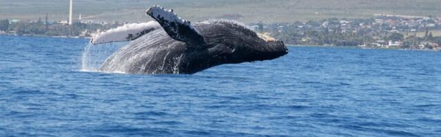 Grbavi kitovi - džinovi okeana sa dušom umetnika