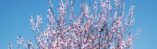 Pretežno sunčan i topao dan pred nama za ovo doba godine