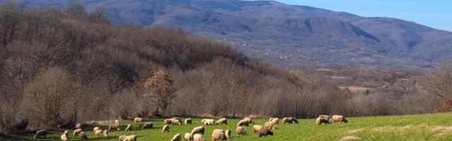 Čudite se koliko hoćete: Livade na Suvoj planini mu draže od Pariza i Jelisejskih polja