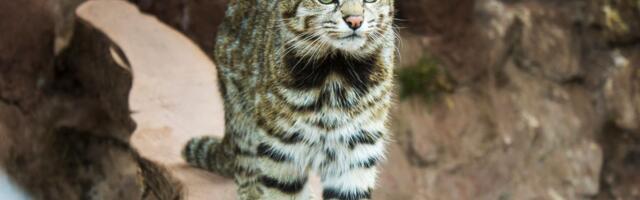 Mačka opisana 1865. snimljena prvi put 1997: Njene slike ekstremno retke, malo ko ima sreću da je vidi