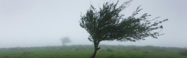 Upozorenje RHMZ: Srbija na udaru olujnog vetra, delovima zemlje prete pljuskovi i bujice