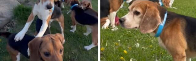 Otis je bio broj 162508: Za MILION DOLARA otkupljeno 1.500 biglova sa Ridglana, psi prvi put osetili travu