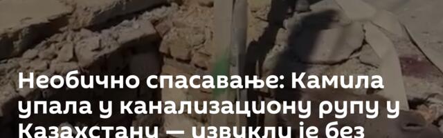 Необично спасавање: Камила упала у канализациону рупу у Казахстану — извукли је без повреда /видео/