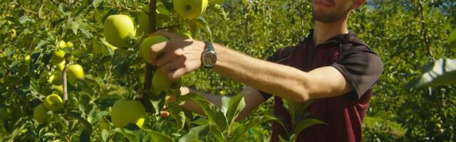 SEZONSKO ZAPOŠLJAVANJE U POLJOPRIVREDNI