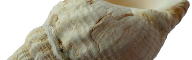 Неолитске шкољке из Каталоније као стари музички инструменти