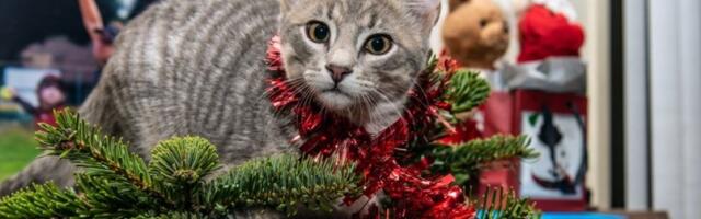 Mrzovoljni mačak protiv novogodišnjeg duha: Njegova reakcija na kapicu nasmejala je sve (VIDEO)