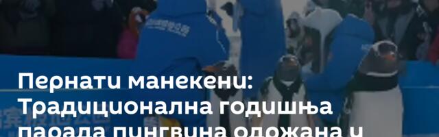 Пернати манекени: Традиционална годишња парада пингвина одржана у Харбину /видео/