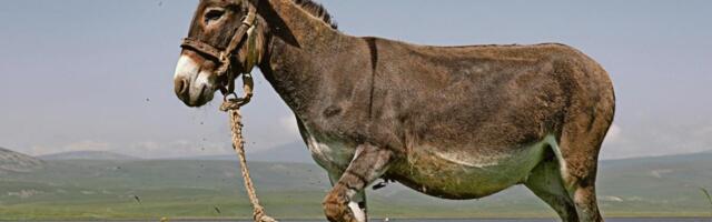 Svi misle da se mladunče magarca zove magare: Nikad ne biste pogodili pravi odgovor